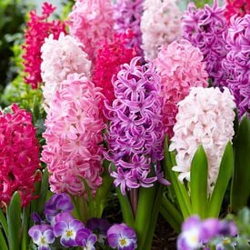 Mixture the Pinks, Hyacinth Bulbs